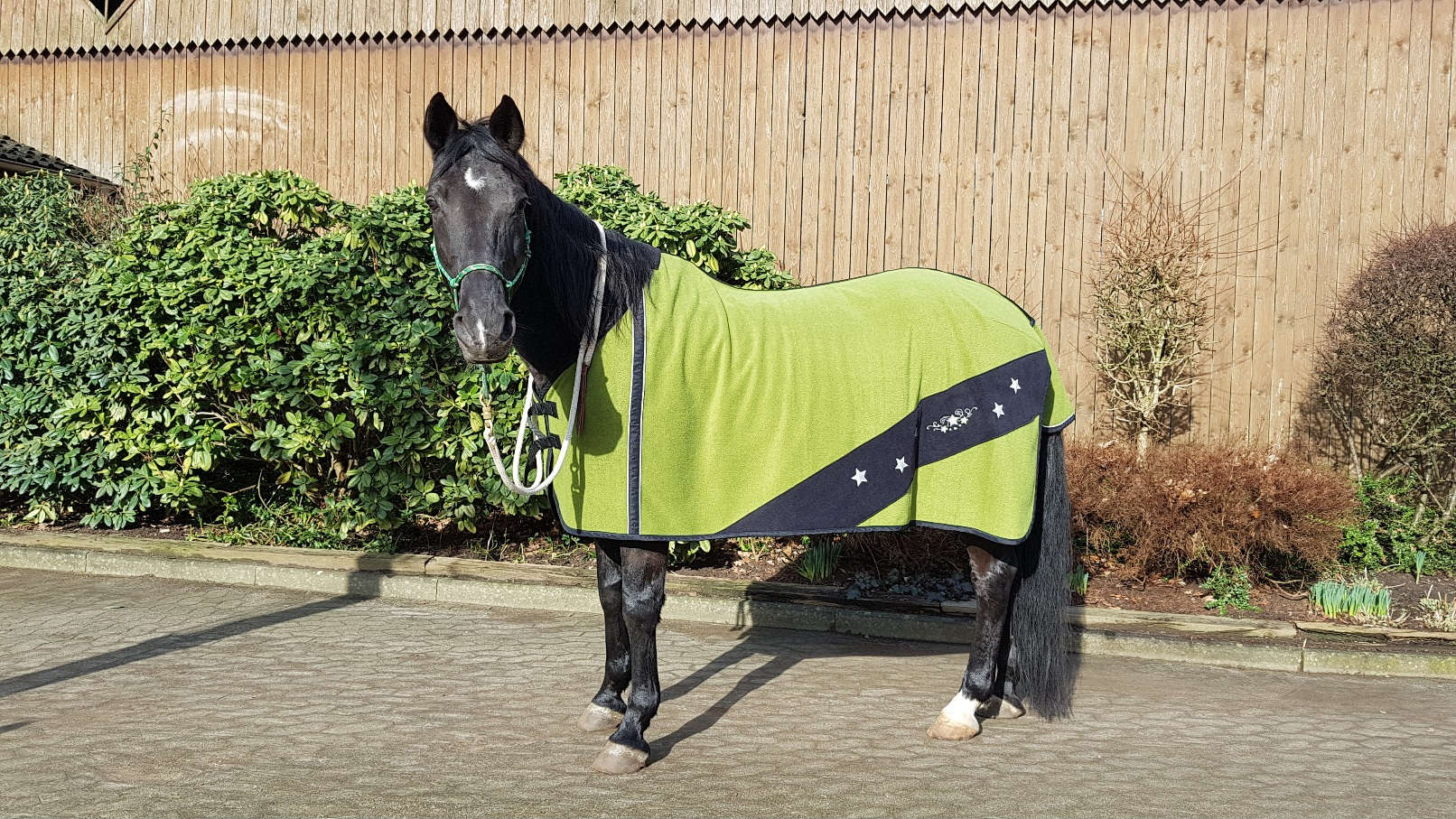 Schwarzes Pferd mit einer Abschwitzdecke in der Farbe Grasgrün.